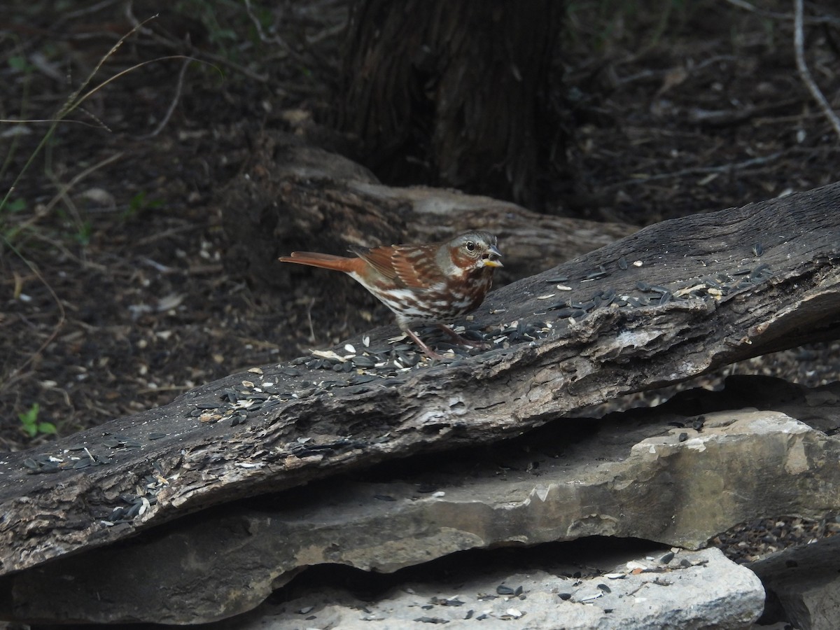 strnadec kaštanový - ML646999575