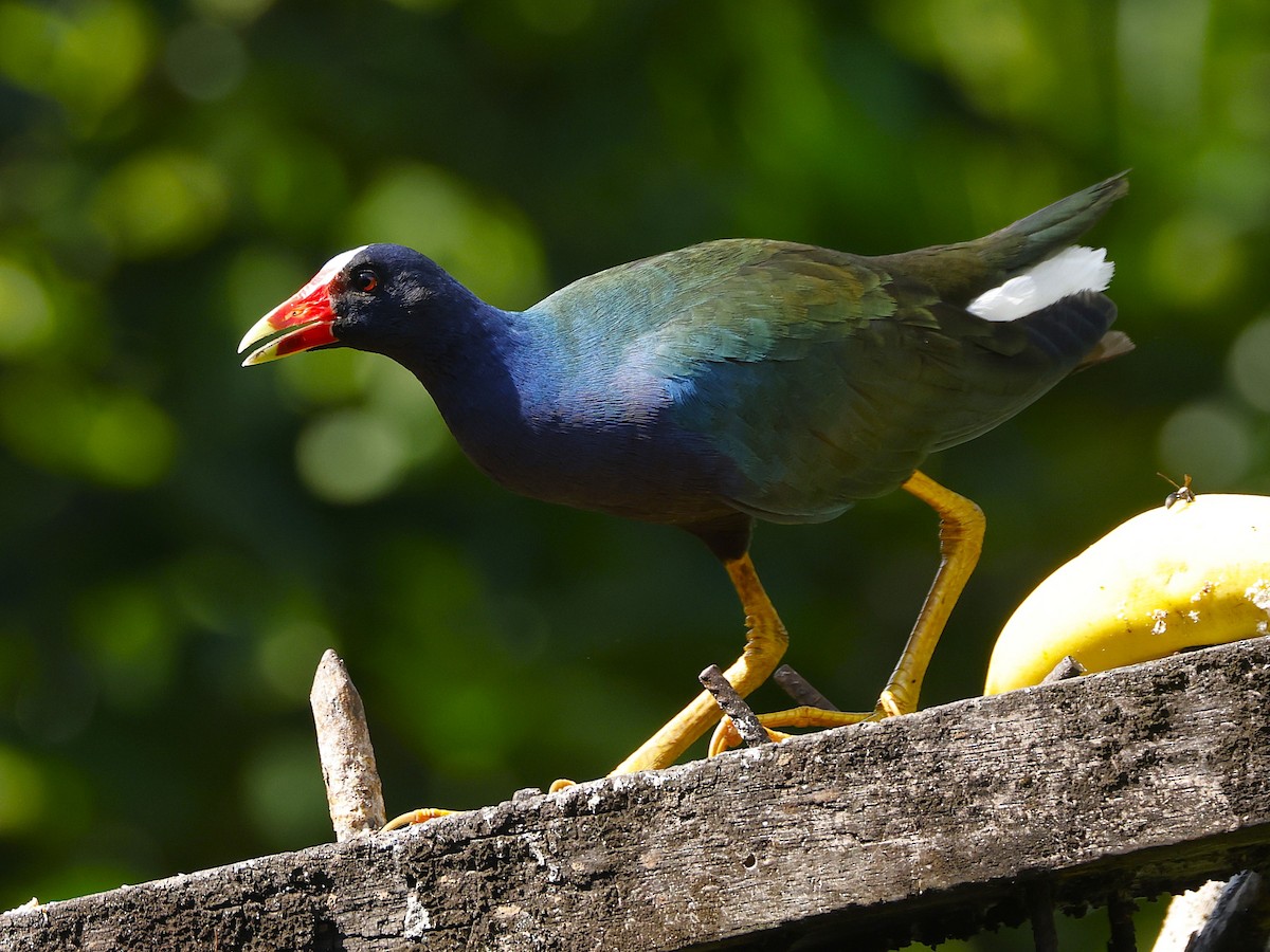 Uroilo urdin amerikarra - ML646999578