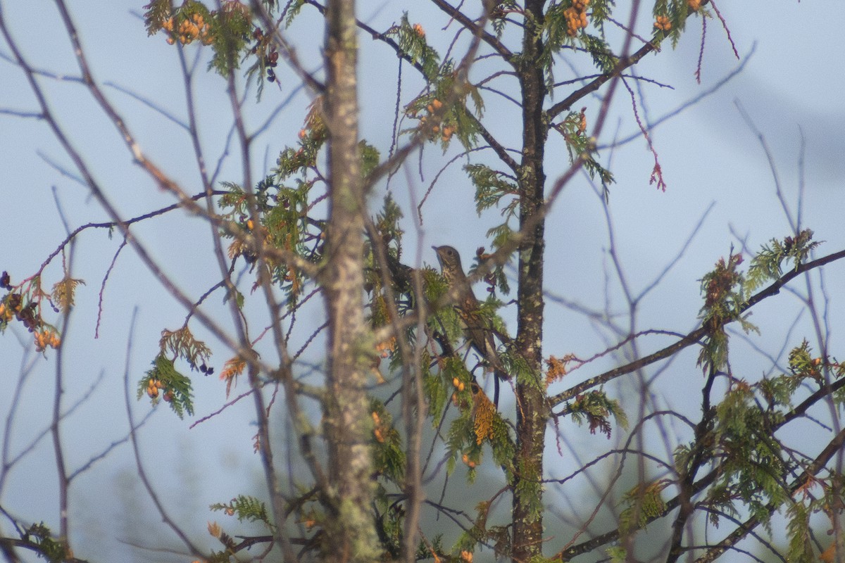 Grauwangen-Musendrossel - ML646999580