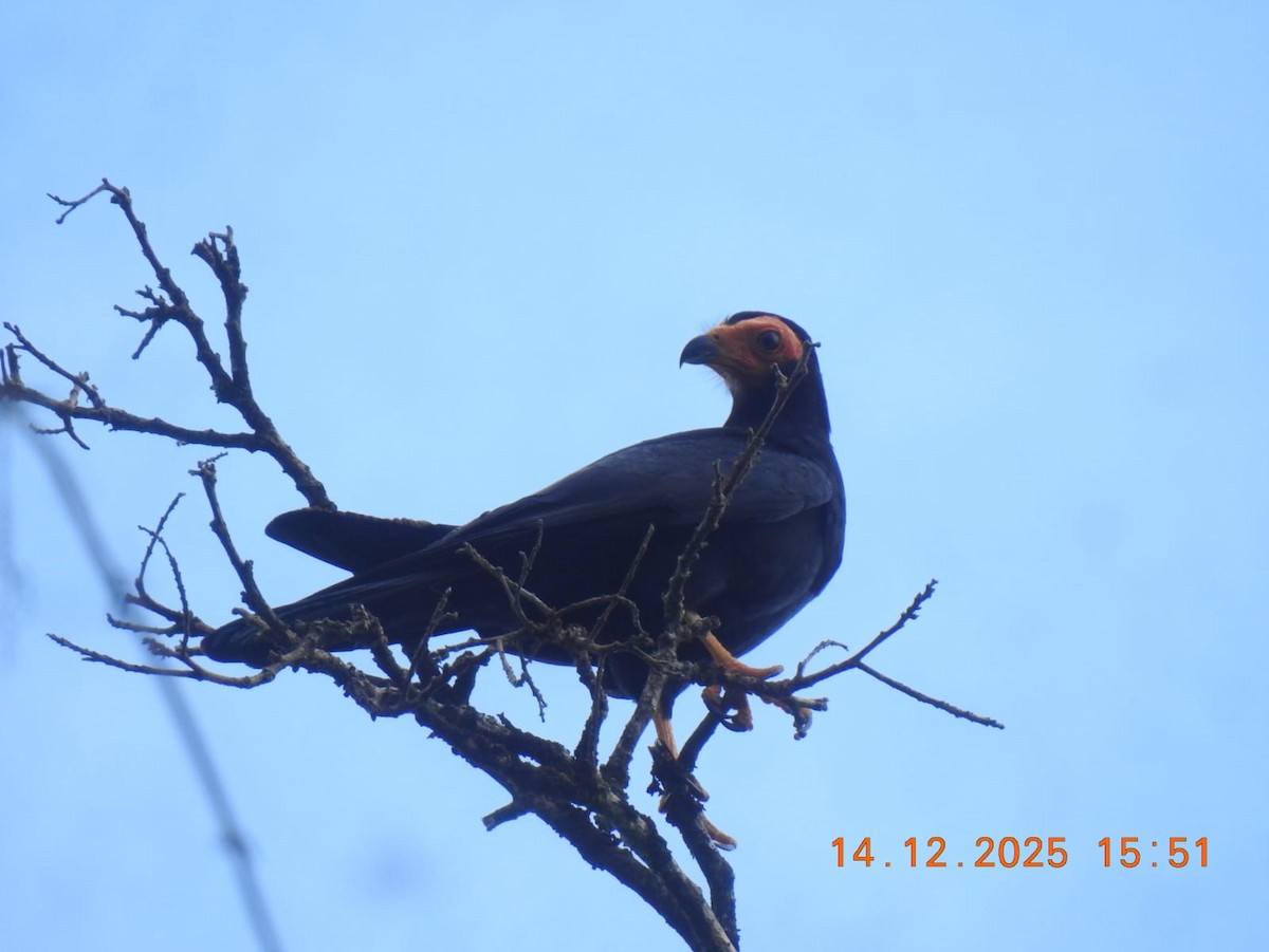 Black Caracara - ML646999583