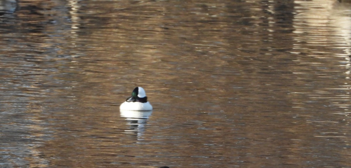 Bufflehead - ML646999588