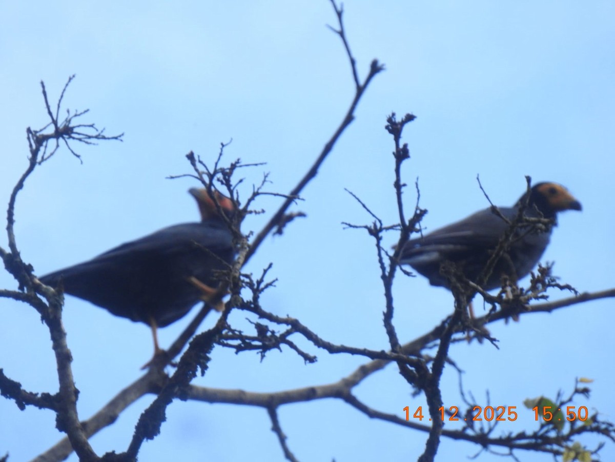 Black Caracara - ML646999590