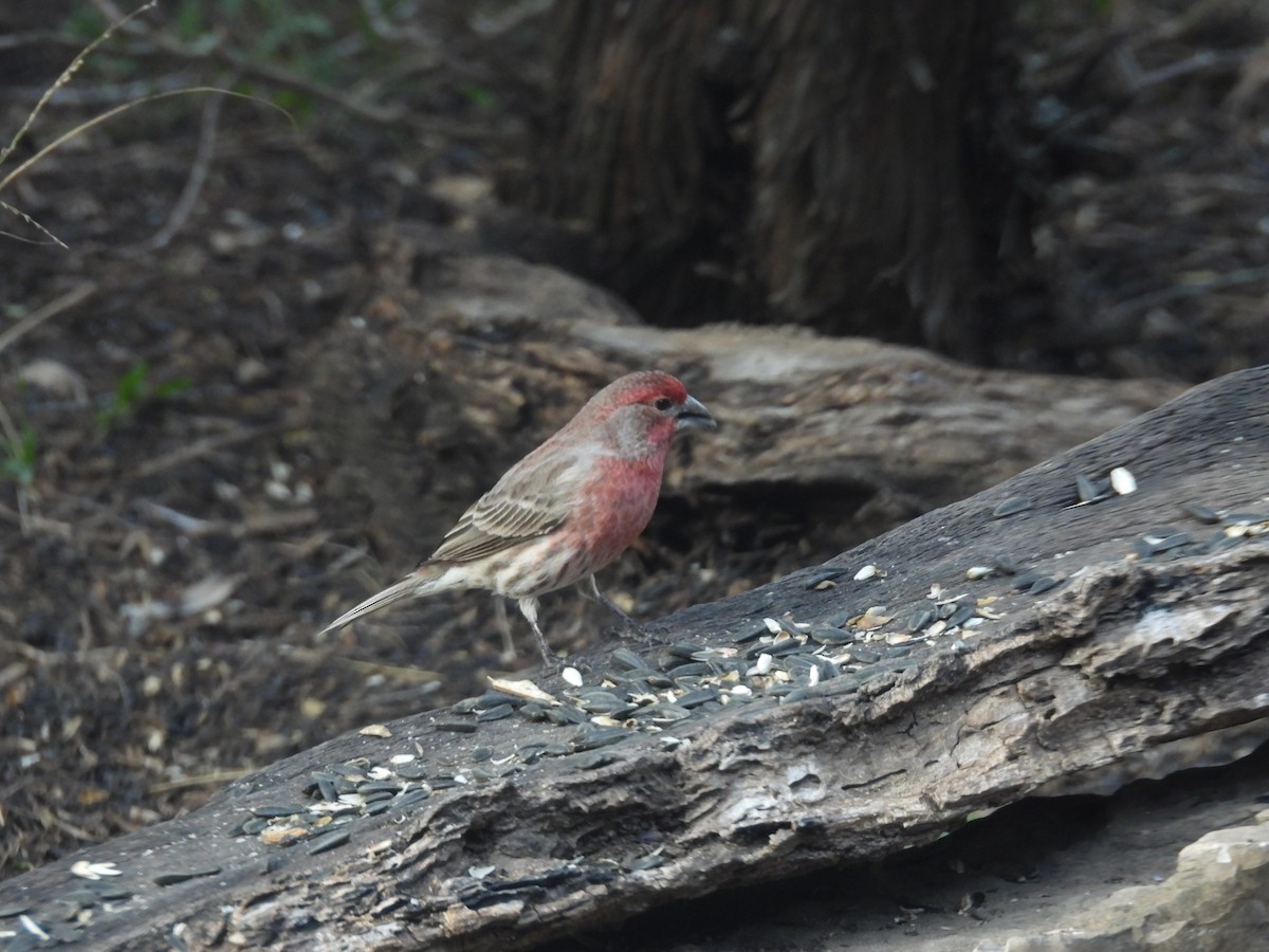 hýl rudoprsý - ML646999595