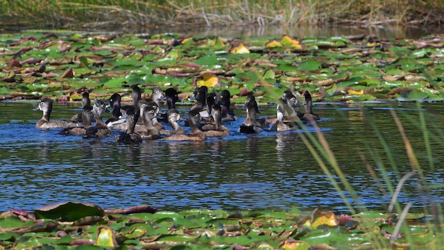Ring-necked Duck - ML646999596