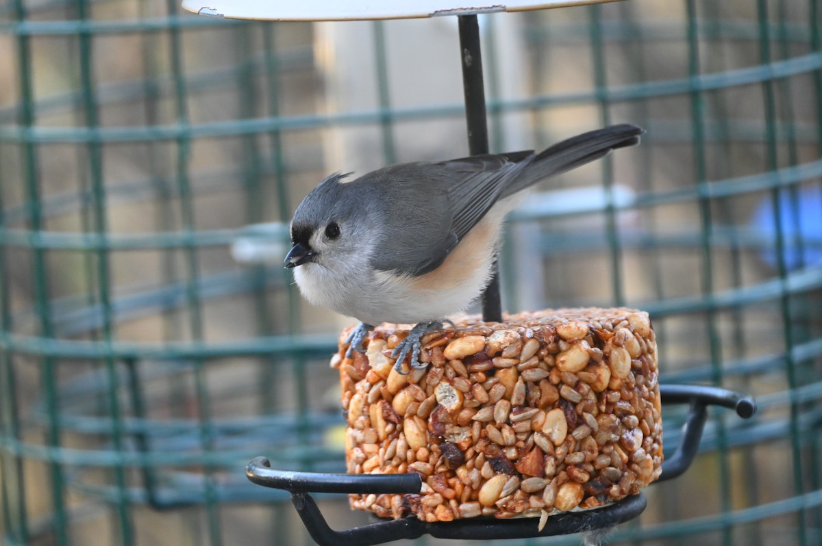 エボシガラ - ML646999604