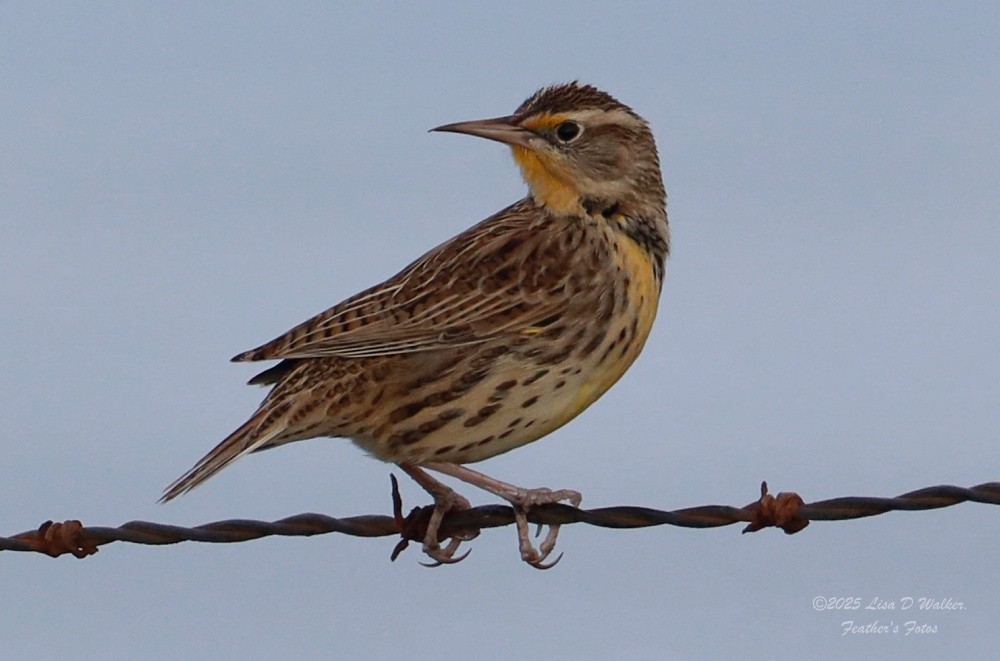 Western Meadowlark - ML646999607