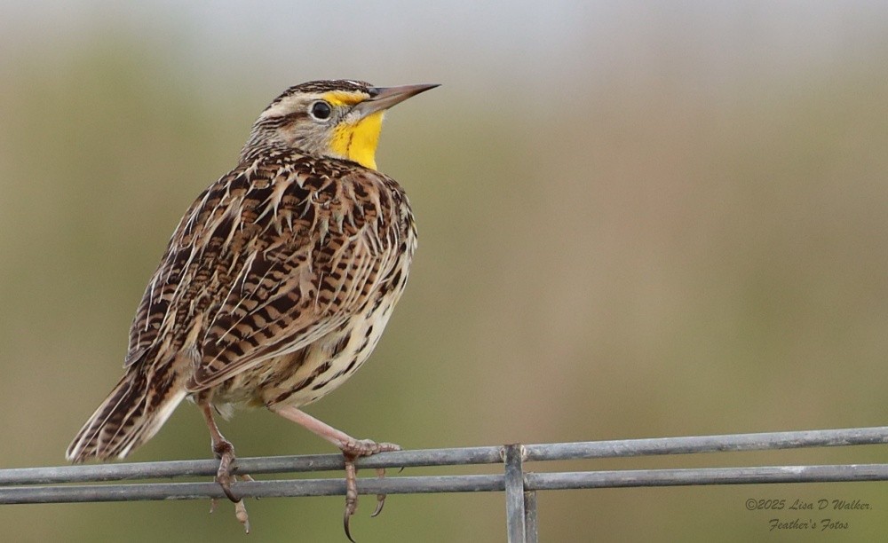 Western Meadowlark - ML646999608