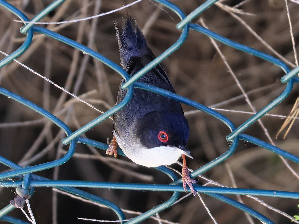 Sardinian Warbler - ML646999610