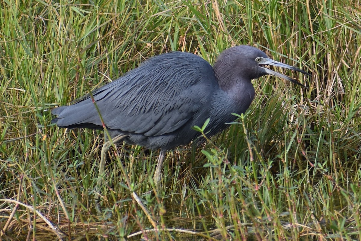 Little Blue Heron - ML646999612