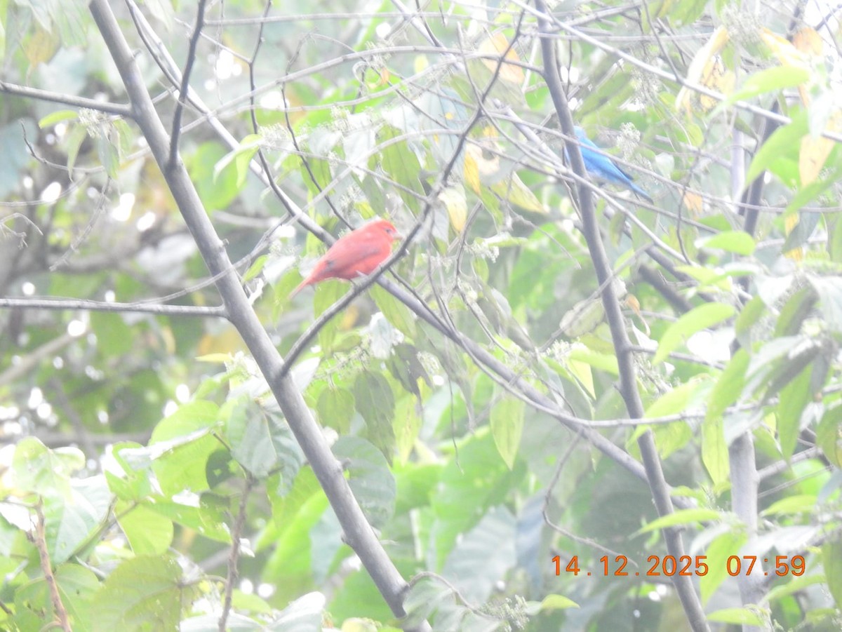 Summer Tanager - ML646999614