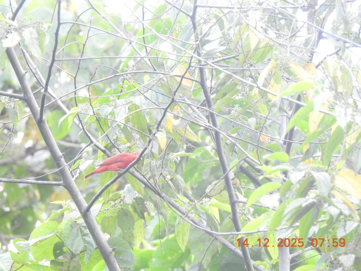 Summer Tanager - ML646999619