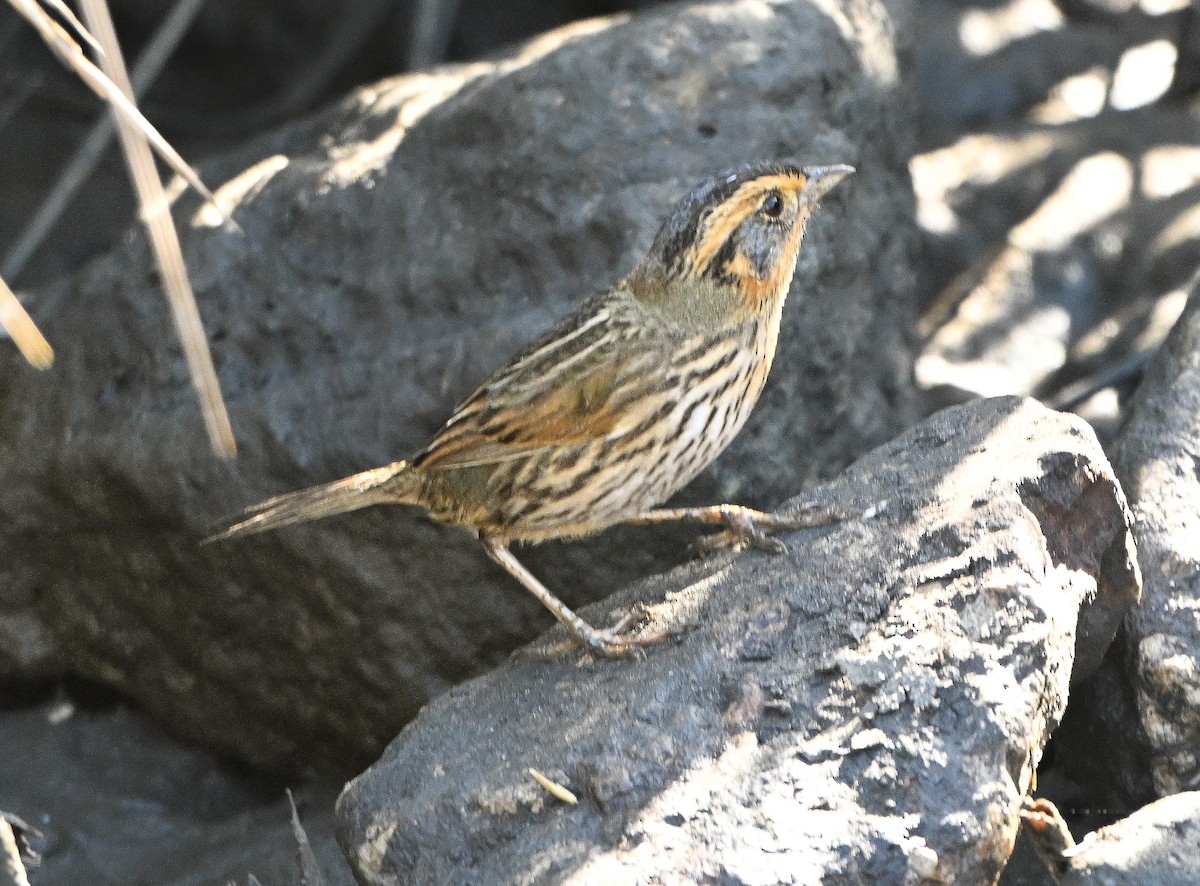 Bruant à queue aiguë - ML646999620