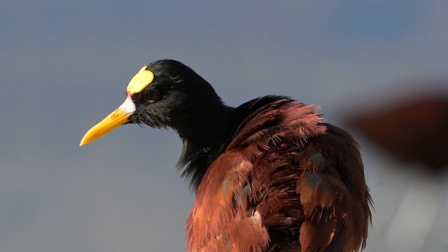 Northern Jacana - ML646999621