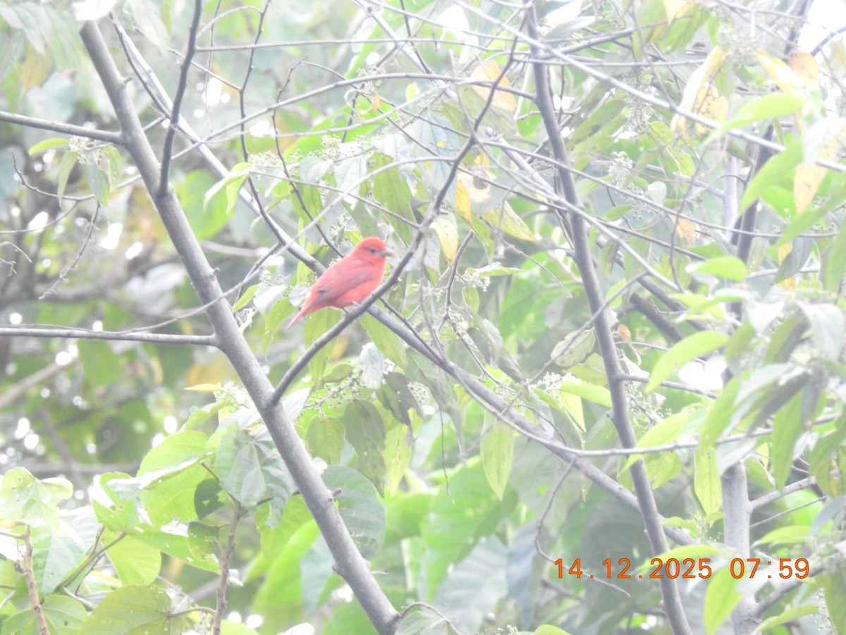 Summer Tanager - ML646999622