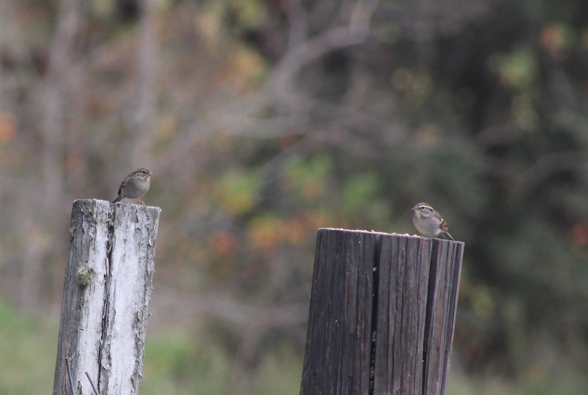 strnádka vrabcovitá - ML646999623
