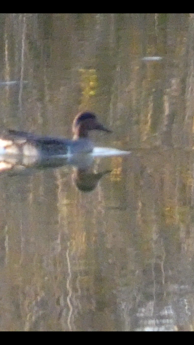 שרשיר - ML646999625