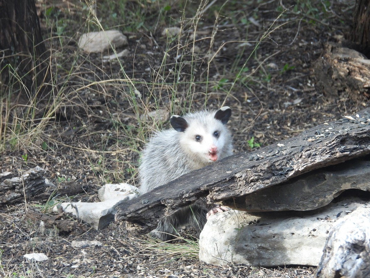 Animals - ML646999626