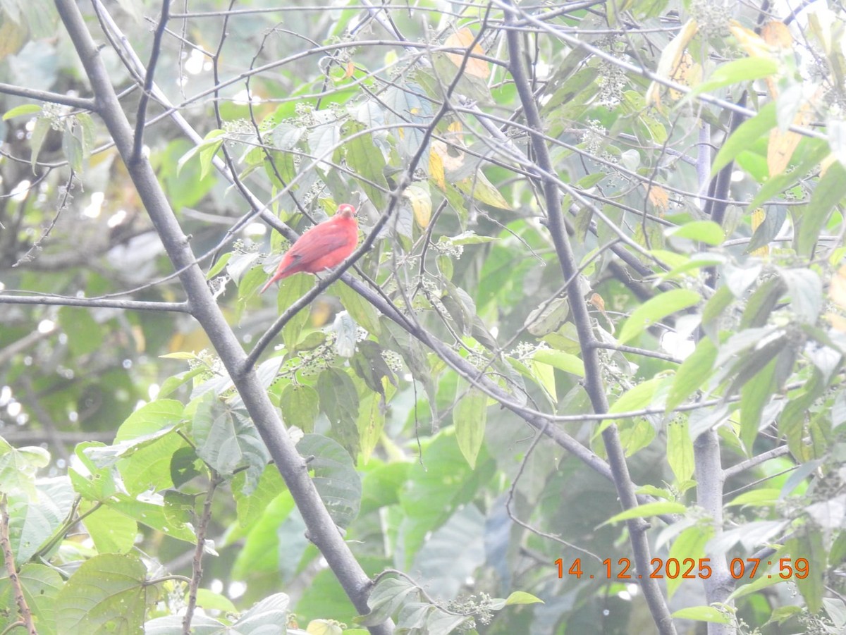Summer Tanager - ML646999630