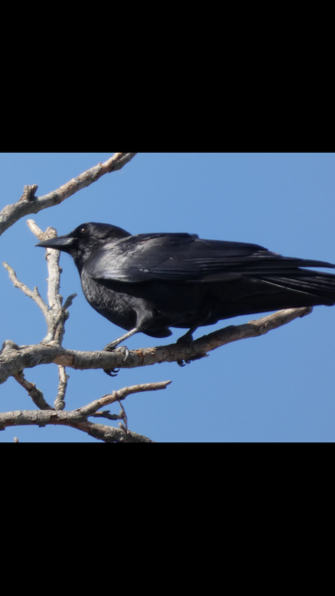 American Crow - ML646999634