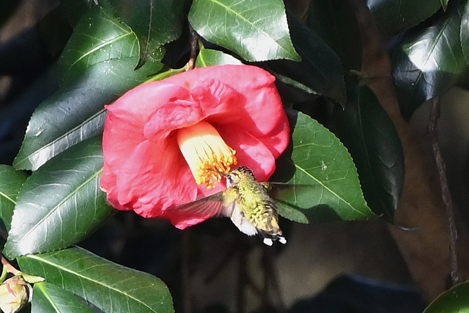 ノドアカハチドリ - ML646999636