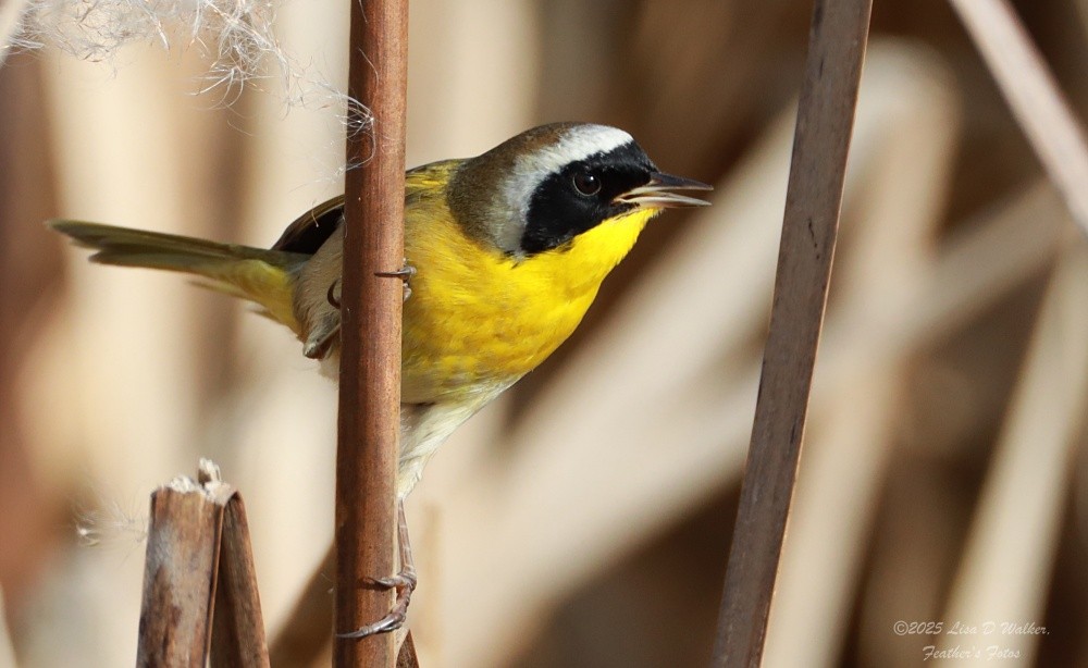 nordgulstrupe - ML646999637