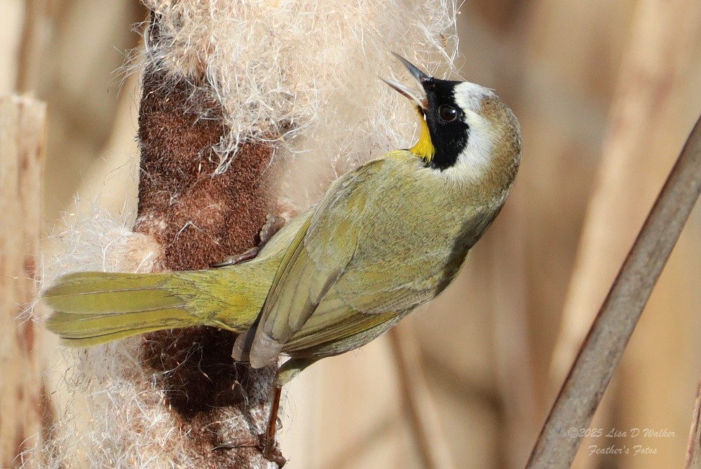 nordgulstrupe - ML646999639