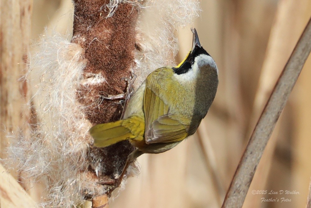 nordgulstrupe - ML646999640