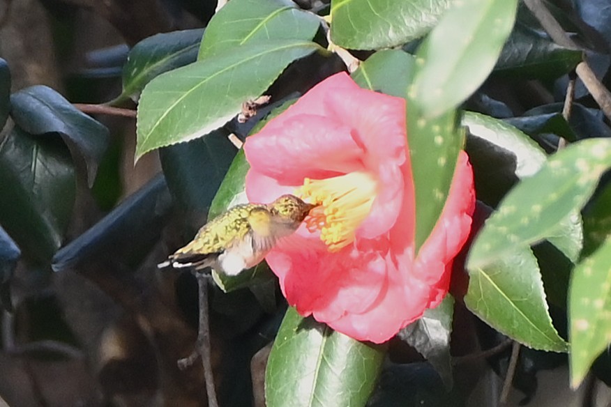 ノドアカハチドリ - ML646999641