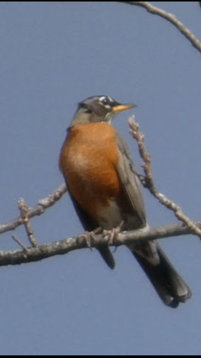 קיכלי נודד - ML646999644