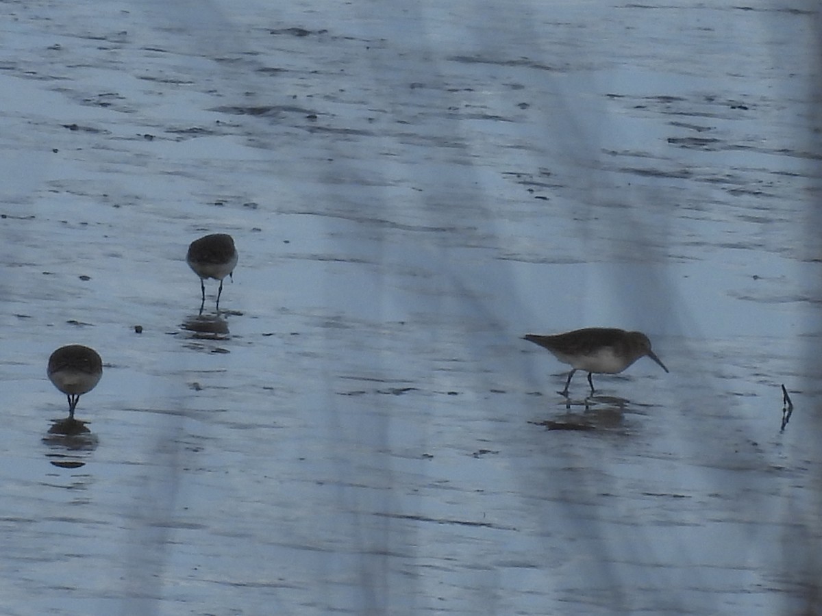 myrsnipe - ML646999646