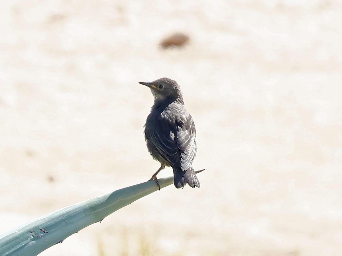 Spotless Starling - ML646999647