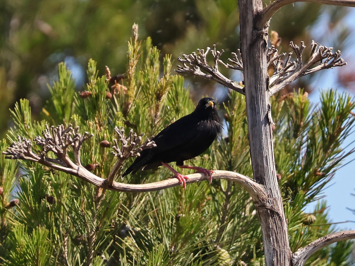 Spotless Starling - ML646999648