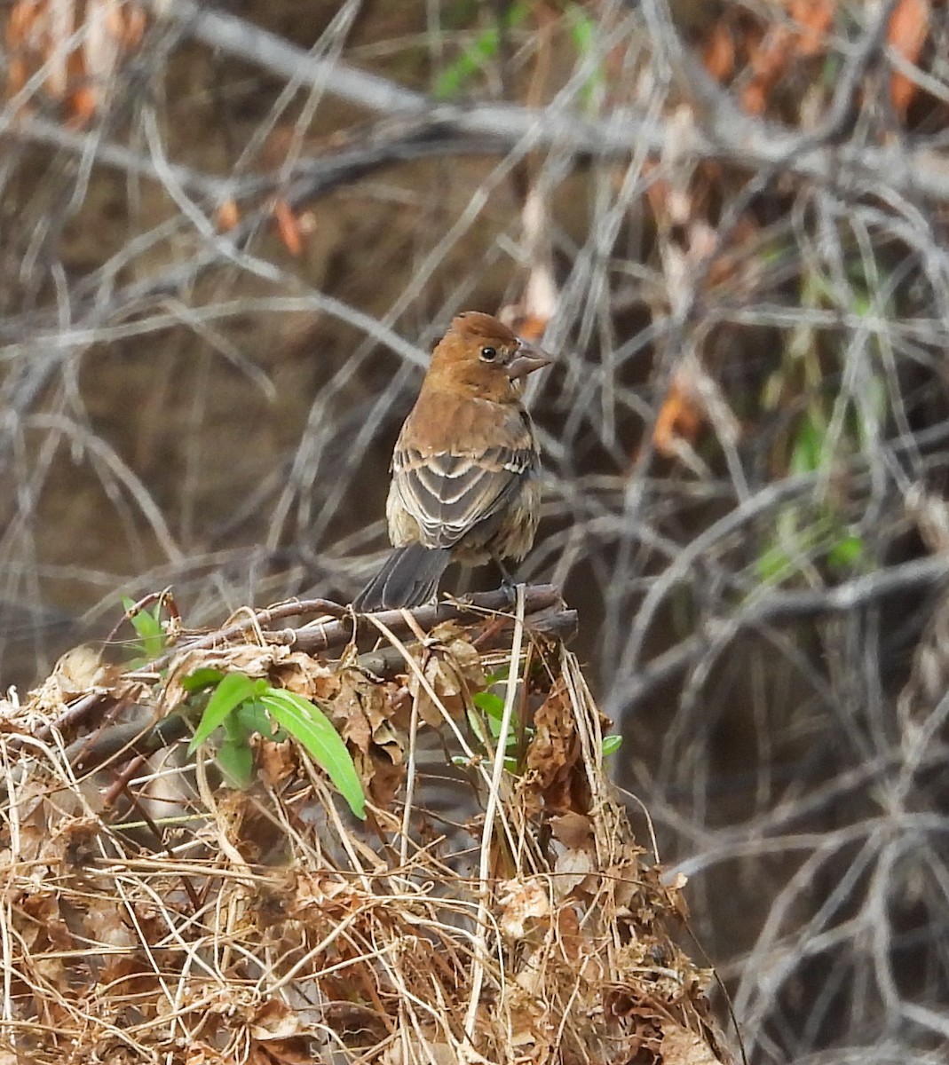 Mavi Çinte - ML646999649