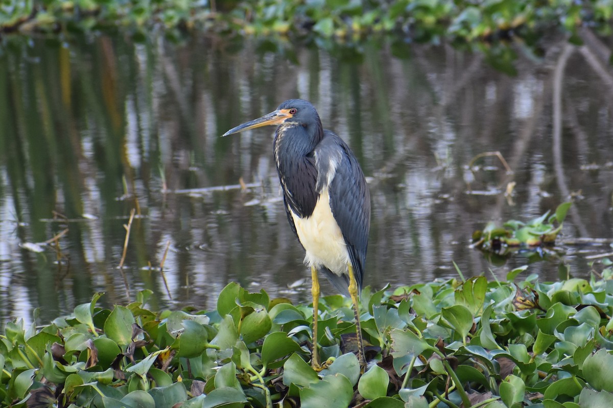 Tricolored Heron - ML646999652