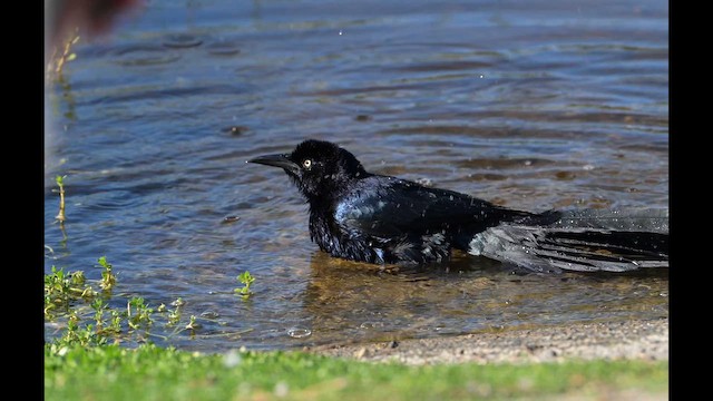 Great-tailed Grackle - ML646999656