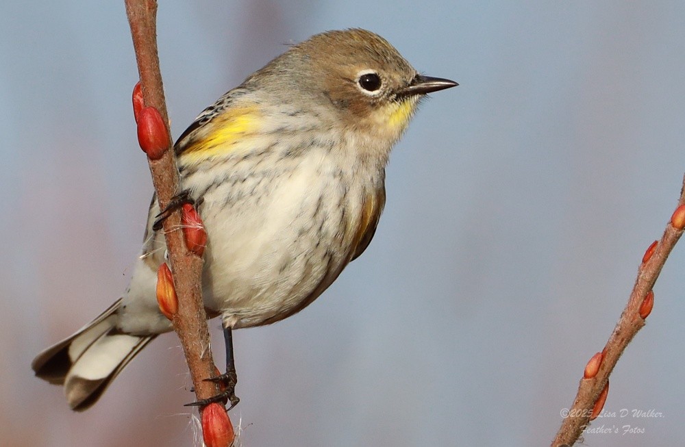 Yellow-rumped Warbler - ML646999657