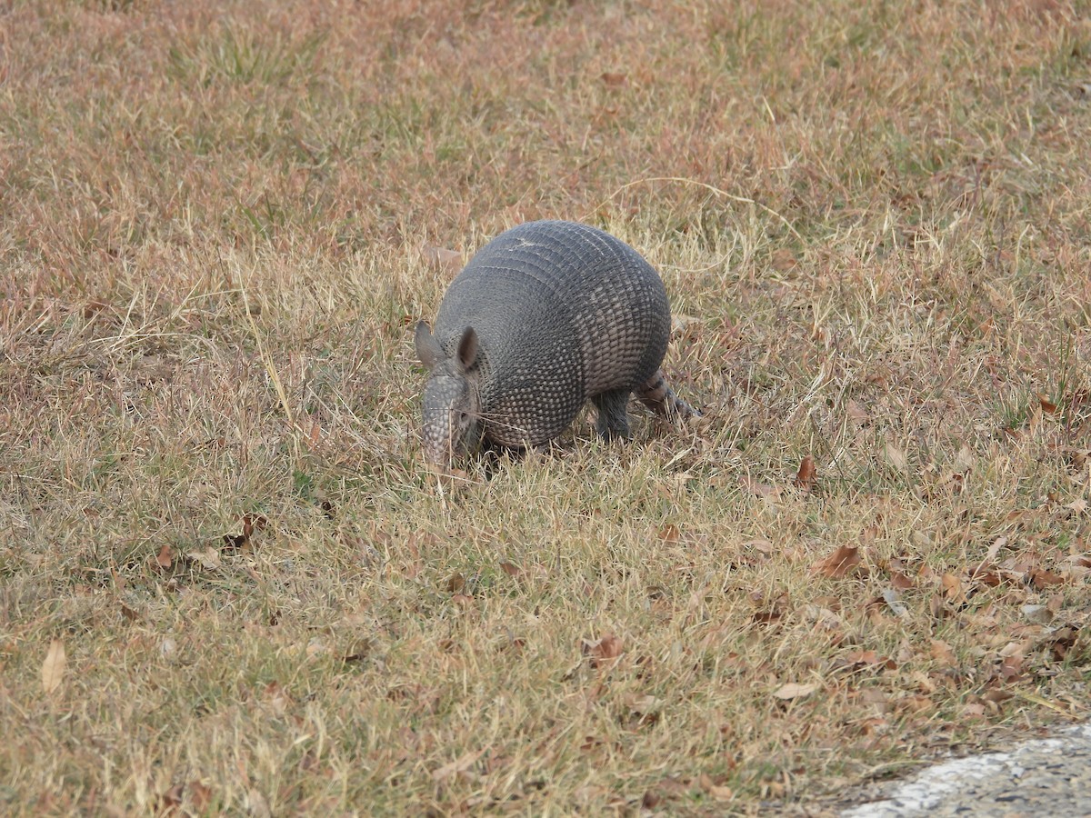 Animals - ML646999658