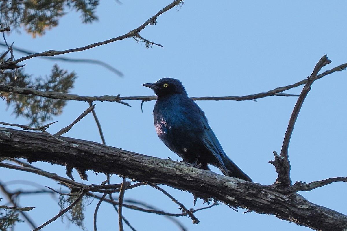 Greater Blue-eared Starling - ML646999659
