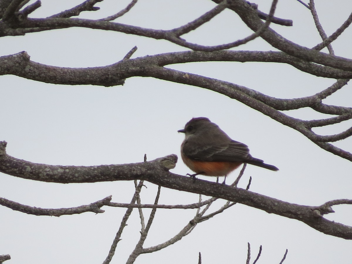 Vermilion Flycatcher - ML646999660