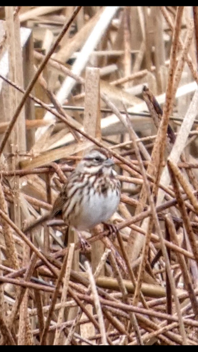 גיבתונית רוננת - ML646999664