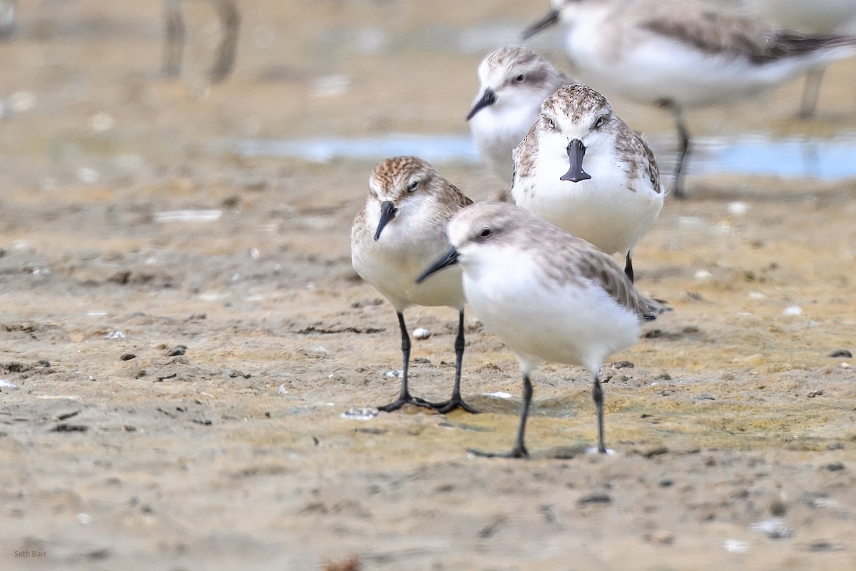 Küçük Kumkuşu - ML646999667