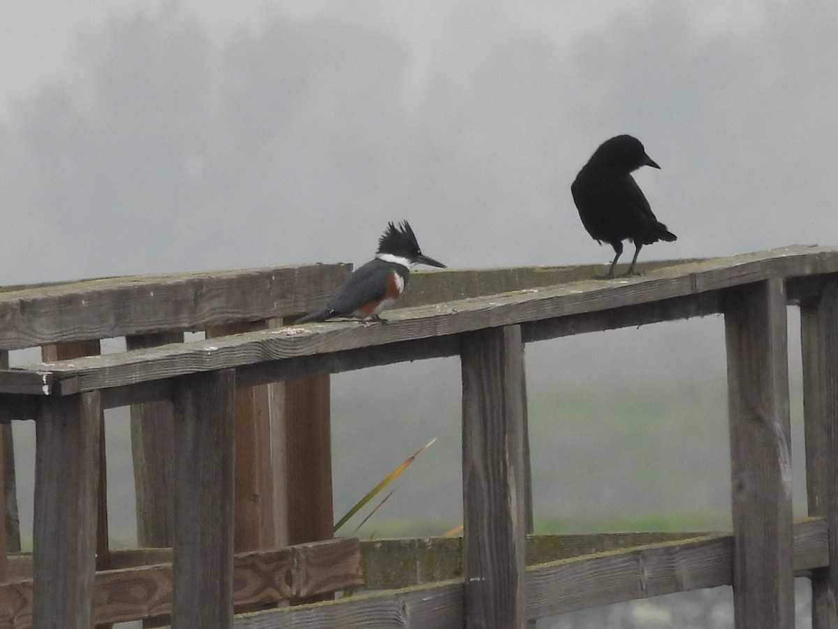Belted Kingfisher - ML646999670