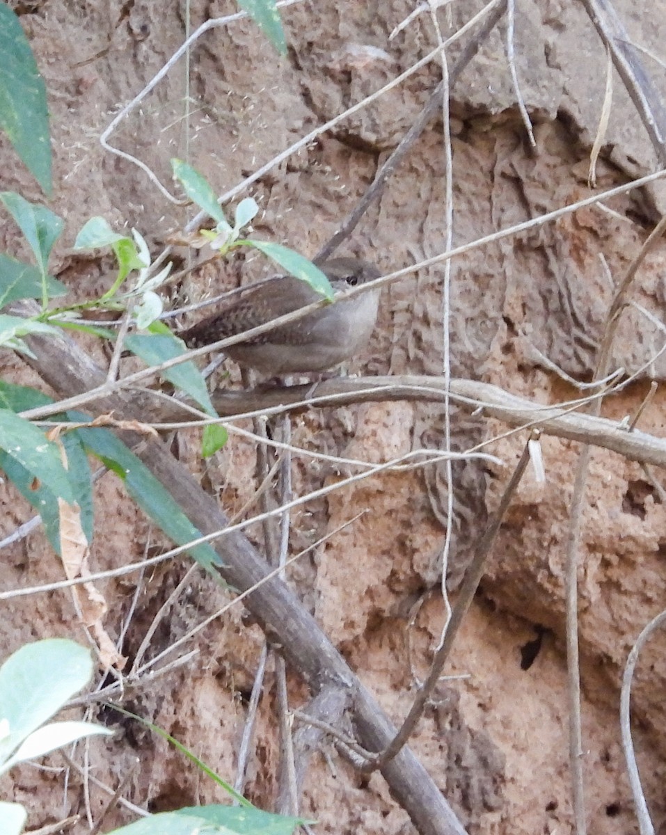 Northern House Wren - ML646999676