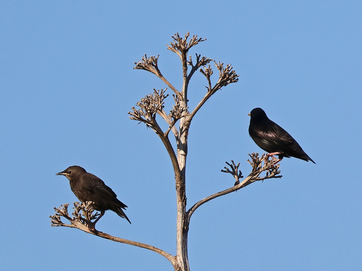 Spotless Starling - ML646999678