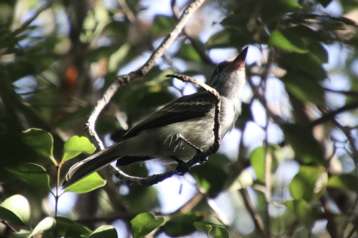 La Sagra's Flycatcher - ML646999680