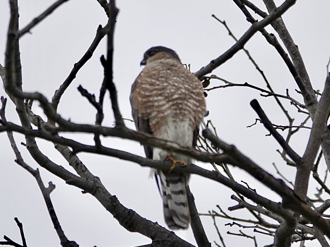 Американский перепелятник - ML646999681