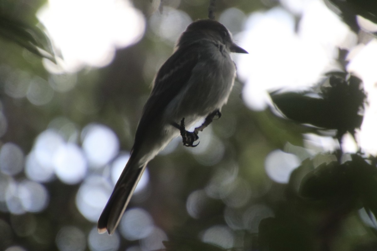La Sagra's Flycatcher - ML646999683