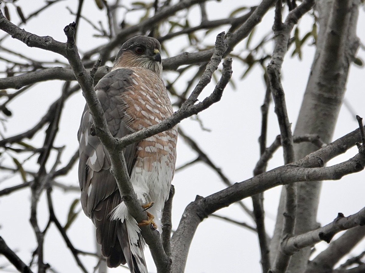 Американский перепелятник - ML646999684