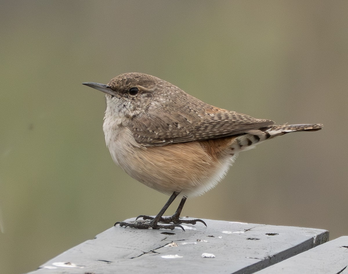 steinursmett - ML646999688