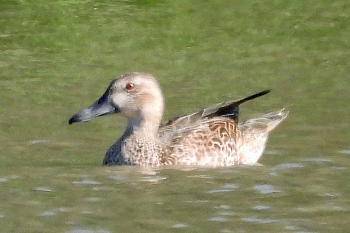 Pigeon à bec rouge - ML646999689